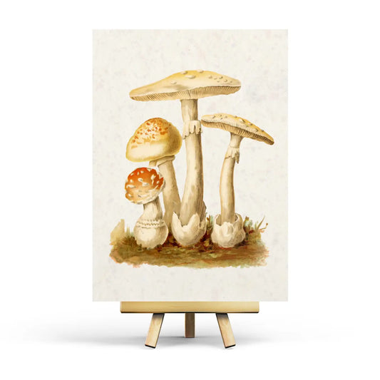 Vintage Mushroom Postcard
