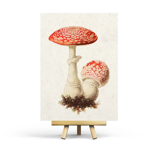 Vintage Amanita Postcard