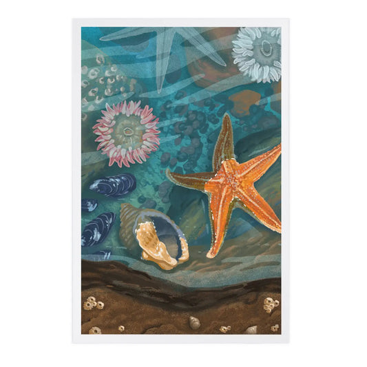 Starfish & Shells