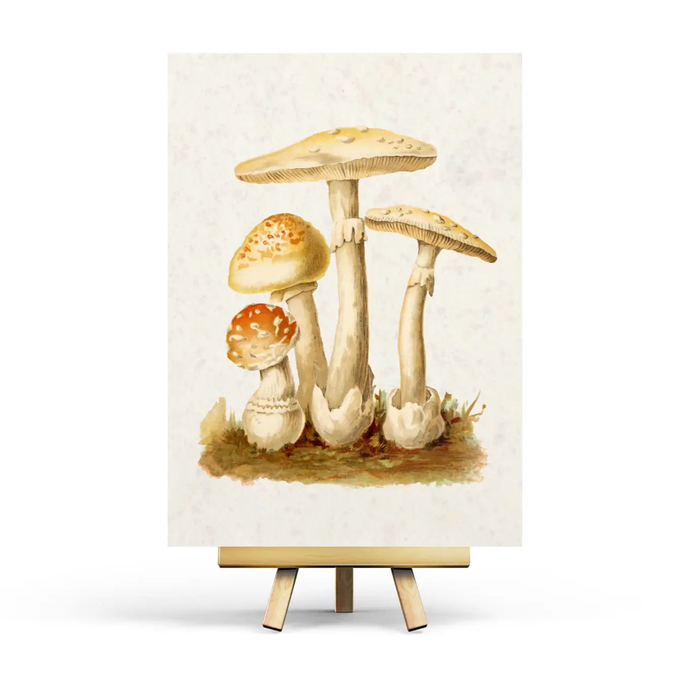 Vintage Mushroom Postcard