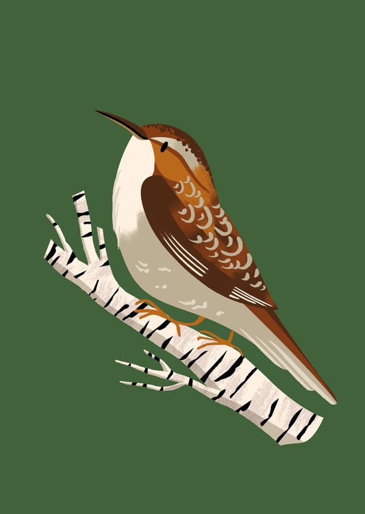 Short Toed Tree Bird Postcard